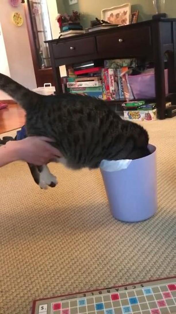 kahuy in trash can